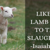 Like a Sheep being Silent @Isaiah 53:7