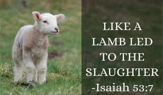Like a Sheep being Silent @Isaiah 53:7​